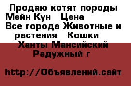 Продаю котят породы Мейн Кун › Цена ­ 12 000 - Все города Животные и растения » Кошки   . Ханты-Мансийский,Радужный г.